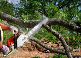 How Our Tree Care Process Works  in Nottingham, PA